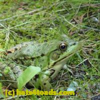 /home//u458753944/public_html/sourcegallery//Frogs/More bullfrogs/P8150194.JPG